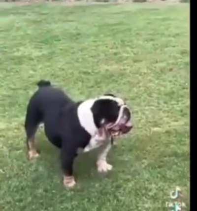 Dog loses his chick to bigger dog