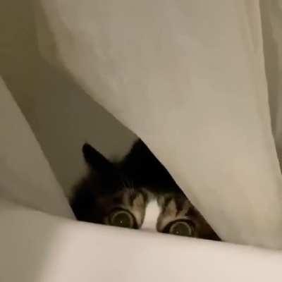 this reaction is saved for shower curtain time