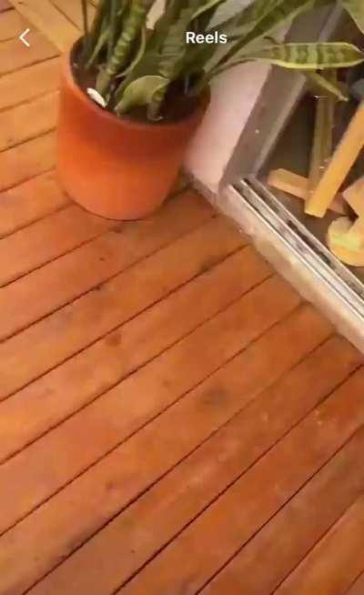 To be an influencer in the wild