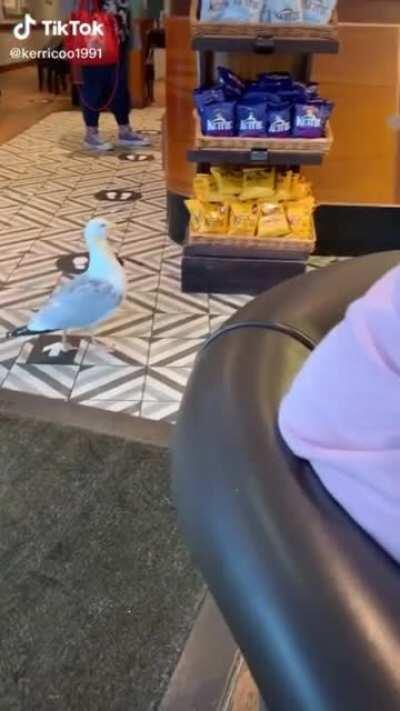 bird stealing from a store