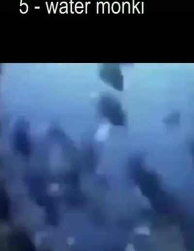 Top 10 videos de macacos 😎