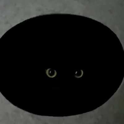 There is no cat in this