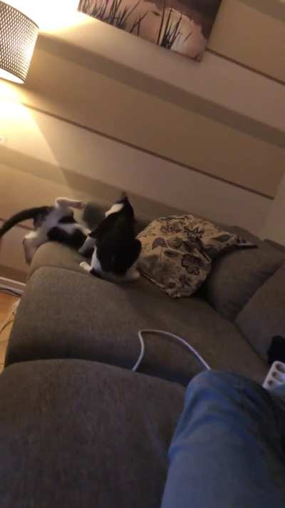 Update on my shy kitten! He’s now playing with his sister and can fight back!