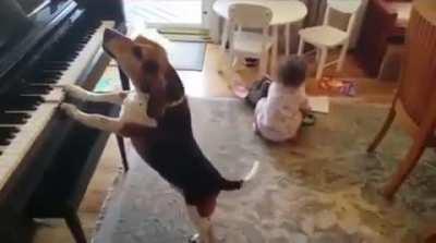 This dog playing the piano and singing alongside his little buddy