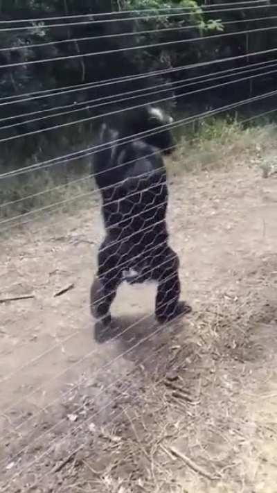 Joe Rogan inspects US border ahead of 2024 presidential run