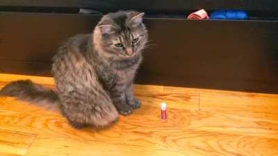 To cat or not to cat; that is the question