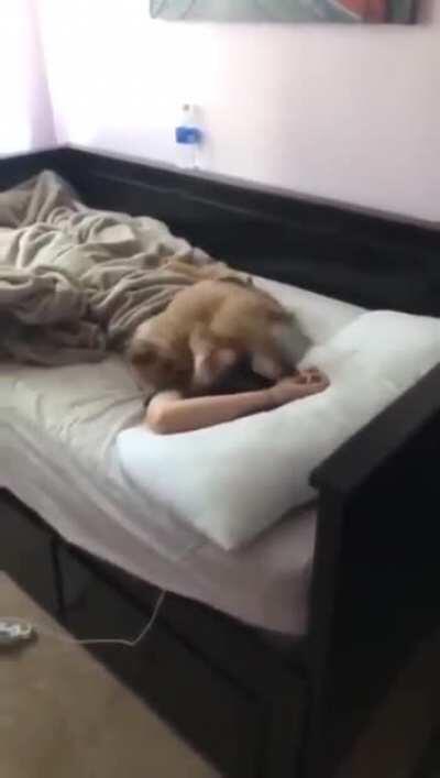 Morning alarm i need