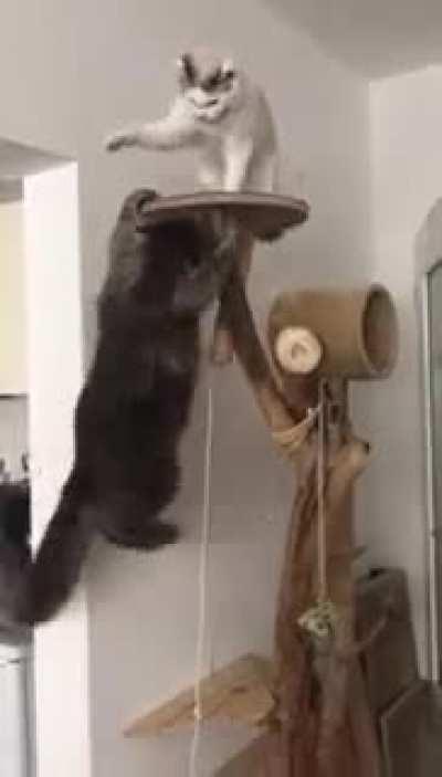 Lion king the movie 2019