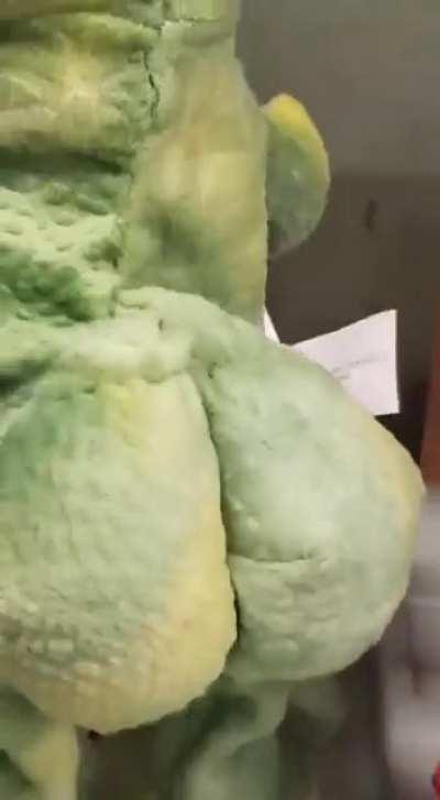 On why the sexual selection of physical characteristics in tyrannosaurid theropod dinosaurs resulted in having small arms.