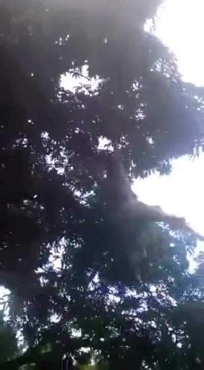 Stop flinging each other, I won't tell you again!