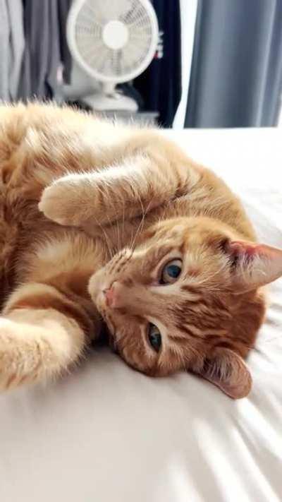 My cat chirps when he purrs