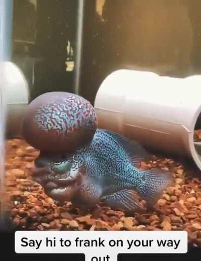 Frank looks reeally smart