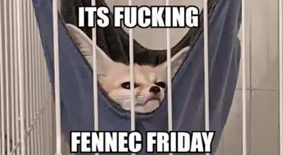 HA! You thought you were safe! nope it’s fennec Friday hahaha get pranked