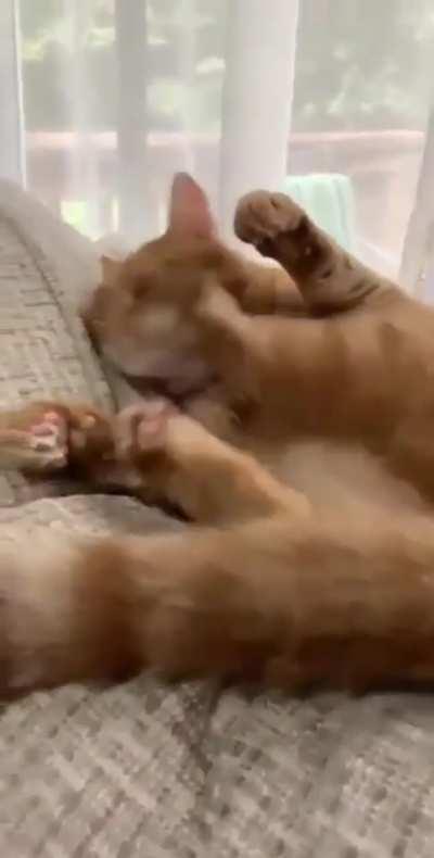 I said no licking..!