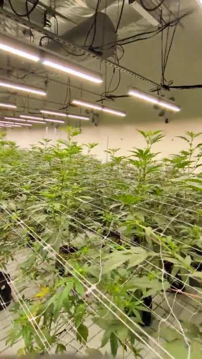 Roots in flower room 3 (day 13)