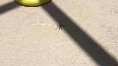 I had no idea the wolf spiders did this