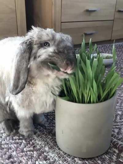 Almost. Almost. Almost. Got it.