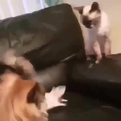 There is something beyond prejudice... Love and Friendship.