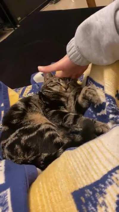 Squish Pt.III - Hector