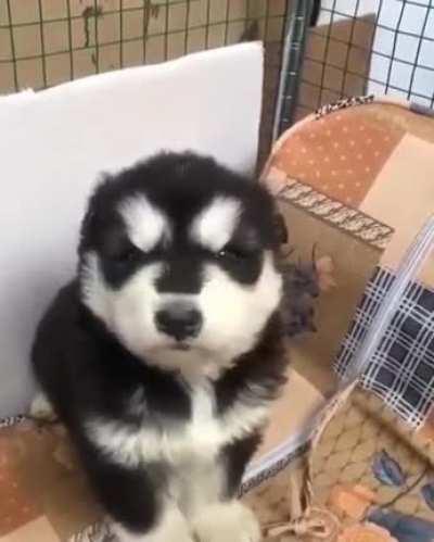 A little cute in the morning , have you melt yet ?