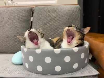 Just a pair of synced kitties