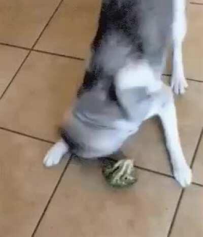 Dog: this is not meat