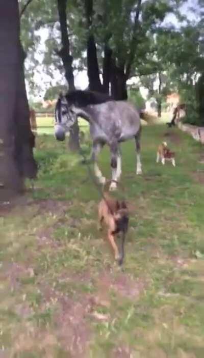 Helping around in the stable.