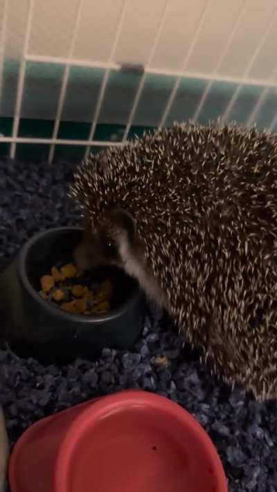 Little Gerald having his dinner!