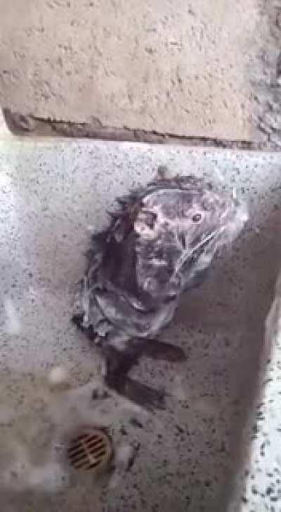 Rat bath?