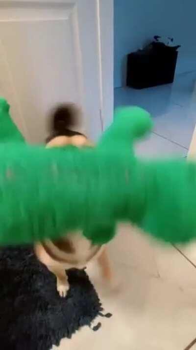 The happiest dog and gator