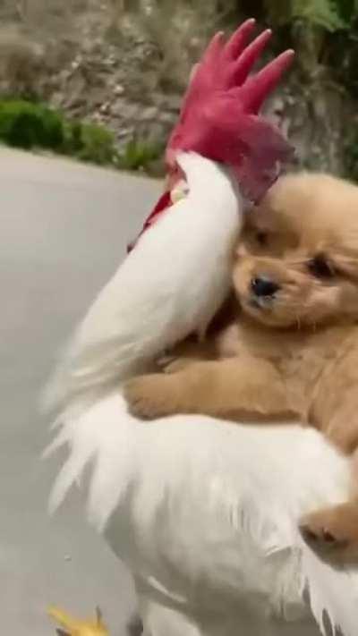 Knight riding his stallion