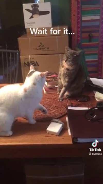 Cats being cats 🤯