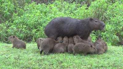 The lesser capybara (Hydrochoerus isthmius), found in Panama, Colombia and Venezuela, is considered distinct from its larger relative, the greater capybara (Hydrochoerus hydrochaerus) which inhabits more southerly areas. Here is a female lesser capybara n