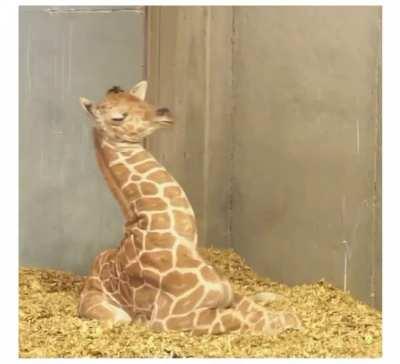 🔥 Baby giraffe trying to nap 🦒