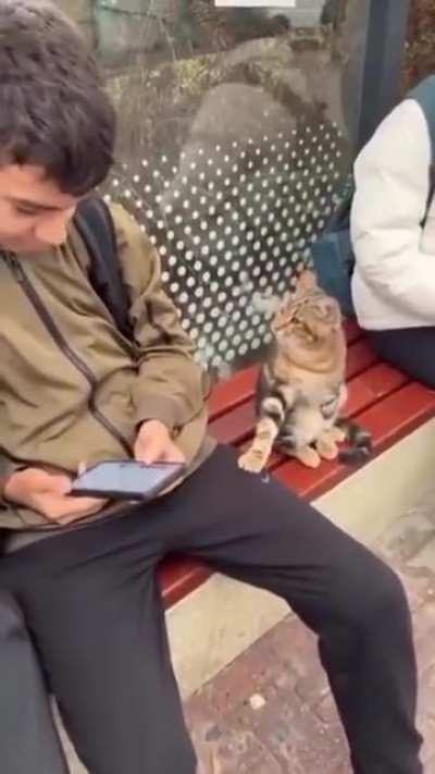 This cat made a new friend at the bus stop, had to test the vibes first! 😸