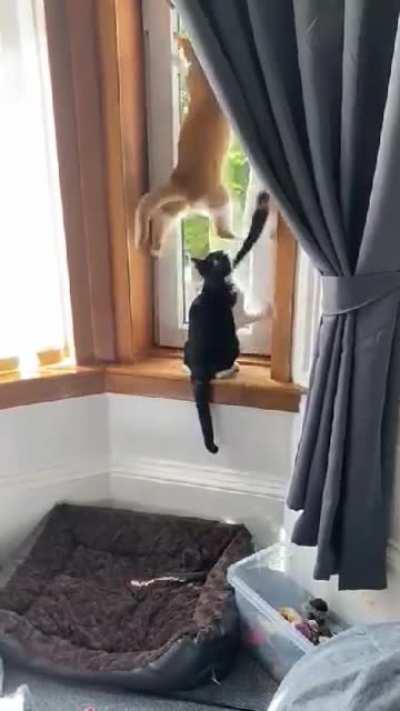 To catch a fly....