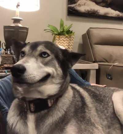 Husky love ear scratching