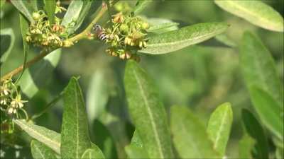 Bees on Flowers