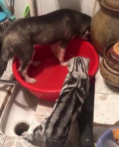 This cat looks like he can put down two dogs in one fight