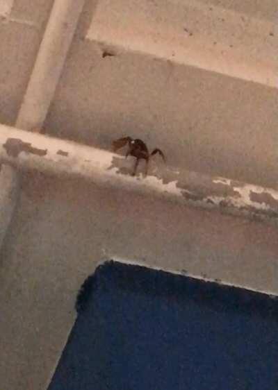 This crab is making its way down a pipe in the shop I'm working in and peeling paint off. Thanks for the mess, jerk.