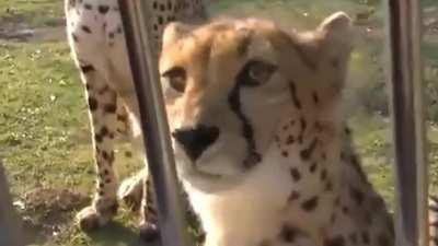 let the damn cat; hardcore edition