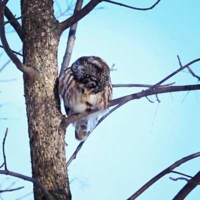 Itchy day - Boreal Owl - QC-Canada