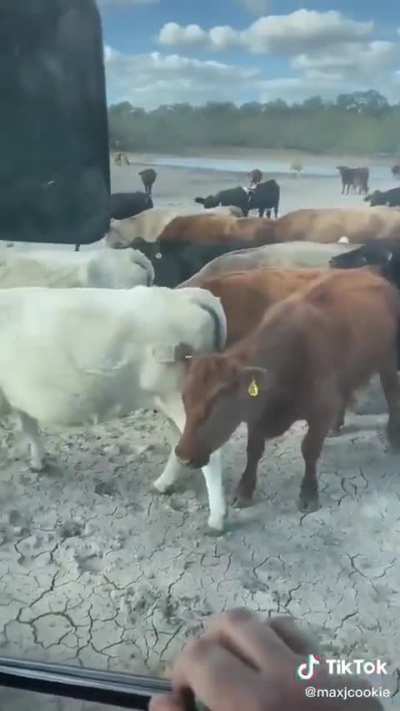 Ravenous wunks are forced to eat DIRT 