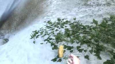 My poor, delicious potato :(