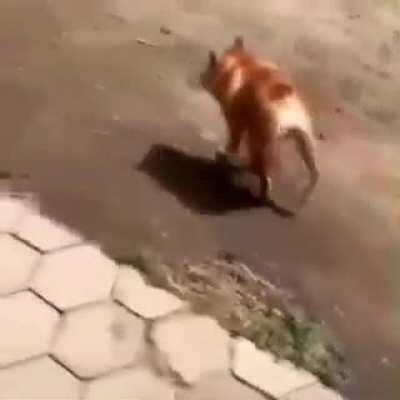 Cachorro corcunda ou anão??