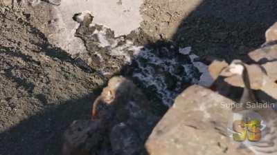 a lenda pinto kkkkkkkk