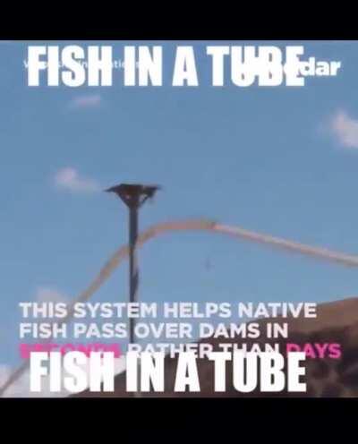 İşte buna boru derim..