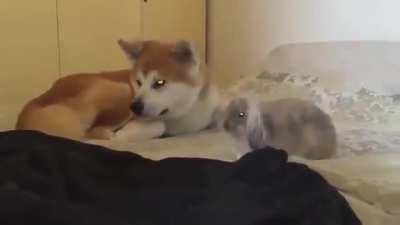 Bunnies flop over when they feel completely safe