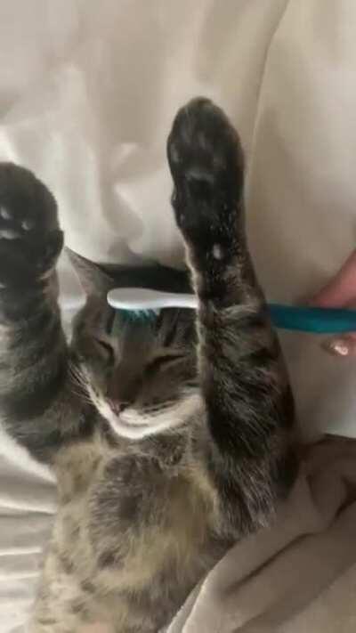 I heard a damp toothbrush might remind him of when his mom groomed him as a kitten and had to test it