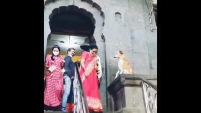 Cachorrinho abençoando seus súditos